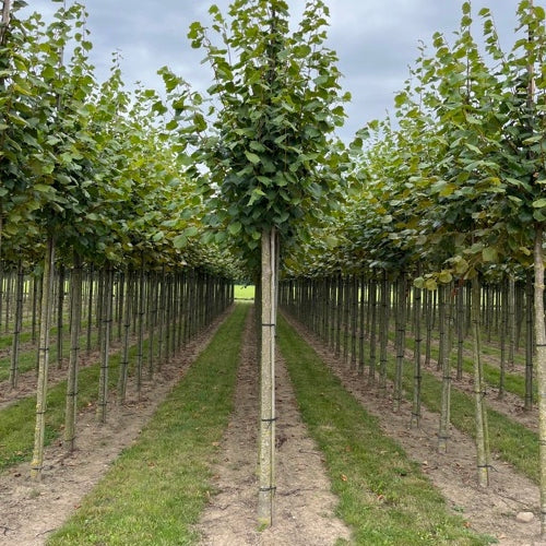 Parklind - Tilia europaea 'Pallida' - Stammens omkrets 18-20 cm, höjd 4 +/- meter, HS,